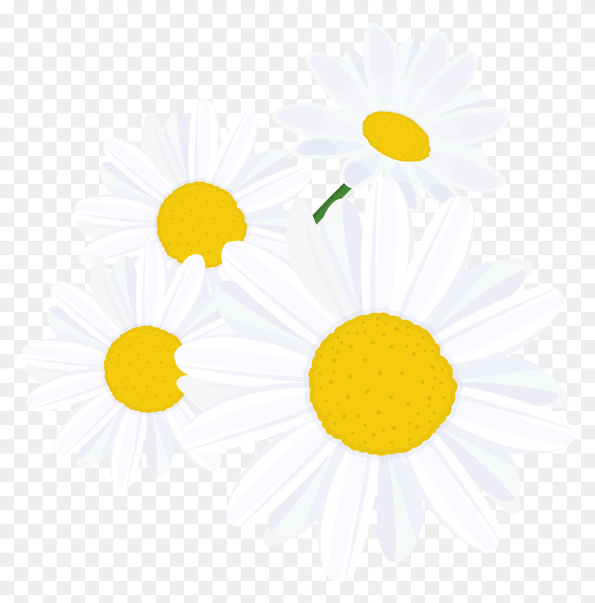 799x811 Без Жестокости Oxeye Daisy, Растение, Цветок, Ромашки Hd Png Скачать