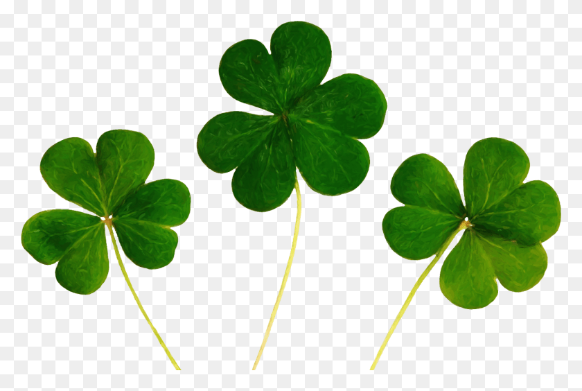 1354x876 Cs Painted Shamrocks Good Luck, Leaf, Plant, Green HD PNG Download