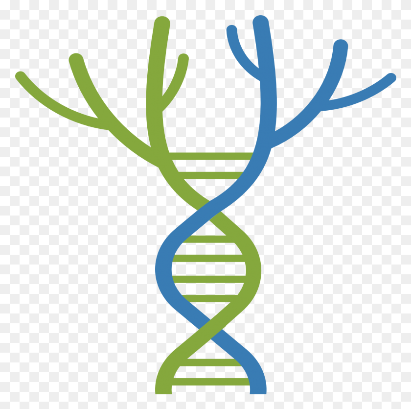 1416x1407 Ctf Tree Of Life Dna Tree, Green, Plant, Dynamite HD PNG Download