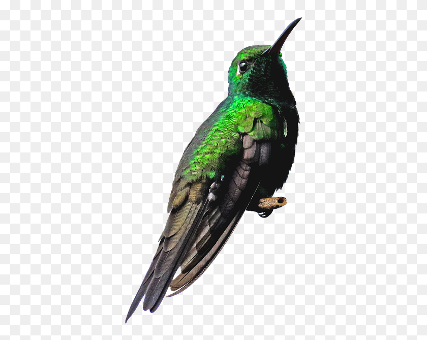 354x609 Cuba Hummingbird Bird Green Nature Small Colibr, Animal, Bee Eater HD PNG Download