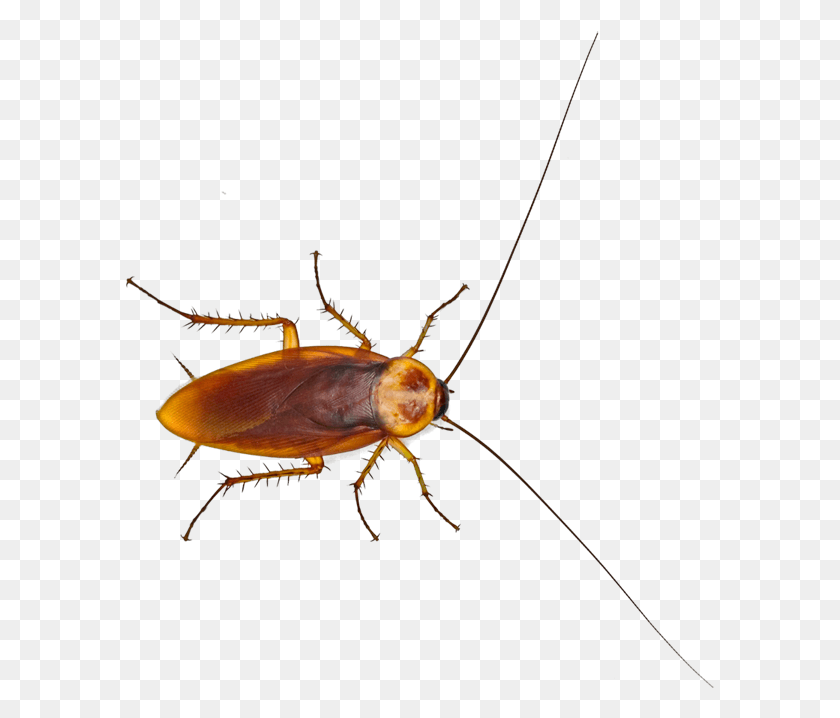 589x658 Cucaracha Cockroach, Insect, Invertebrate, Animal HD PNG Download