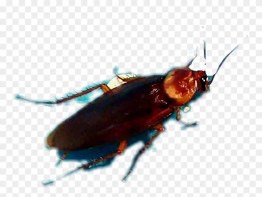 754x572 Escarabajo De Hoja Cucaracha, Langosta, Mariscos, Vida Marina Hd Png