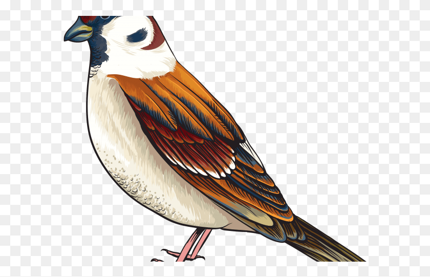 593x481 Cuckoo Clipart Realistic Bird Maya Bird Clipart, Animal, Beak, Waterfowl HD PNG Download