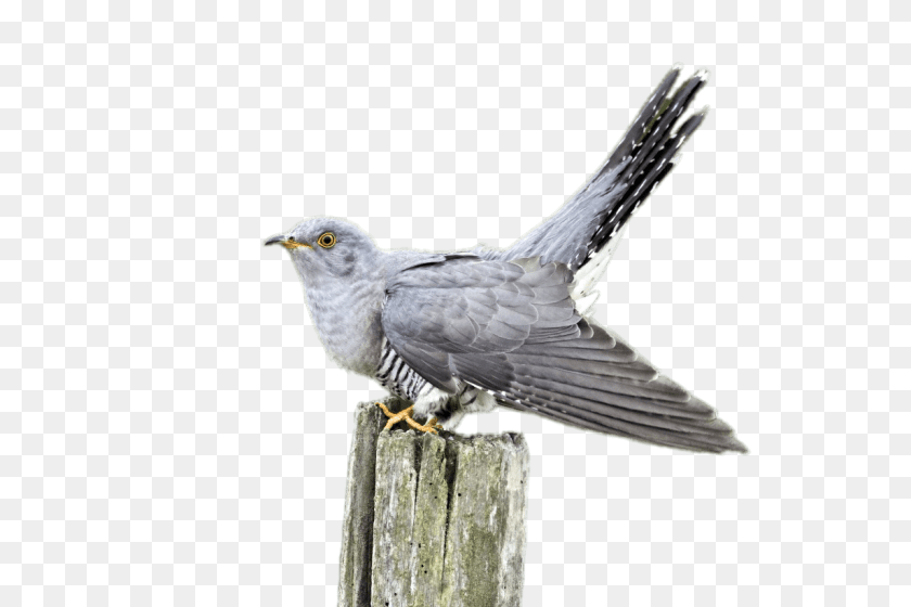 Cuckoo On A Wooden Pole, Animal, Bird, Kite Bird, Beak Transparent PNG