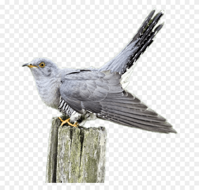 664x739 Cuckoo On A Wooden Pole Cuckoo Transparent Background, Bird, Animal, Accipiter HD PNG Download