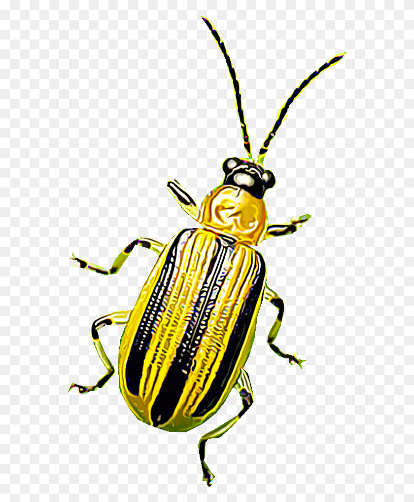 568x957 Cucumber Beetles Are Eye Catching Pests That Damage Leaf Beetle, Insect, Invertebrate, Animal HD PNG Download