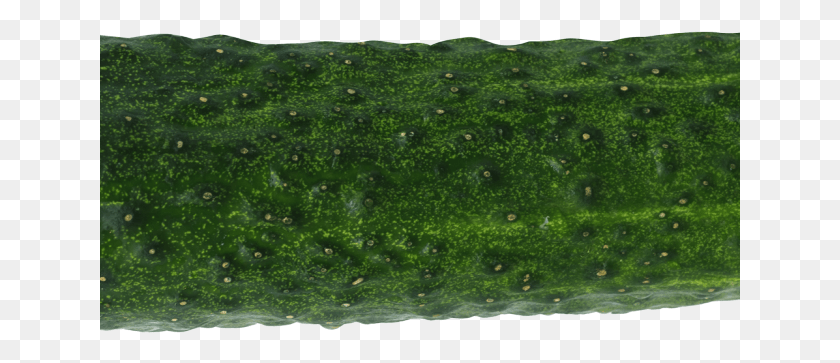 641x303 Cucumber Transparent Images Liverwort, Plant, Vegetable, Food HD PNG Download