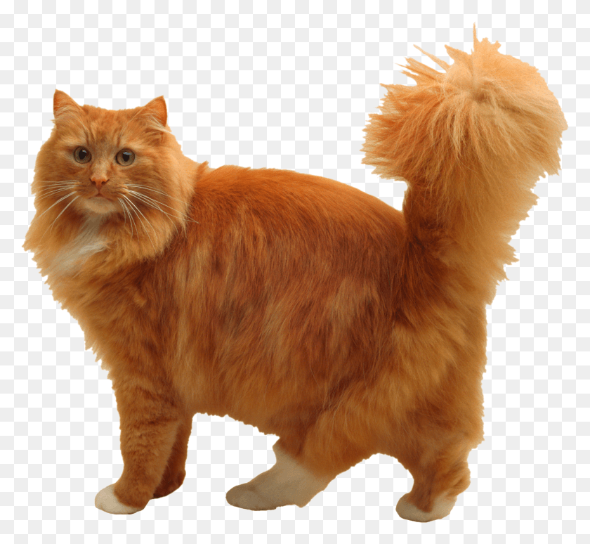 Рыжий кот пнг картинка