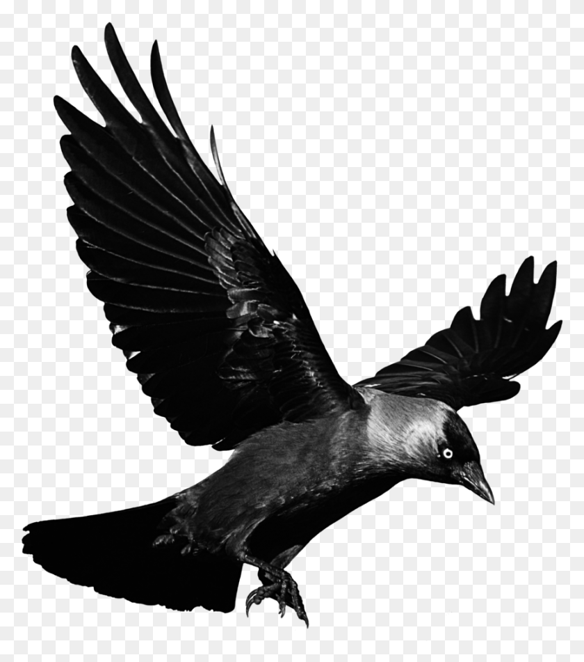 862x985 Cuervo Pajaro Negro Glitch Terror Miedo Ave Crow Fly No Background, Bird, Animal, Blackbird HD PNG Download