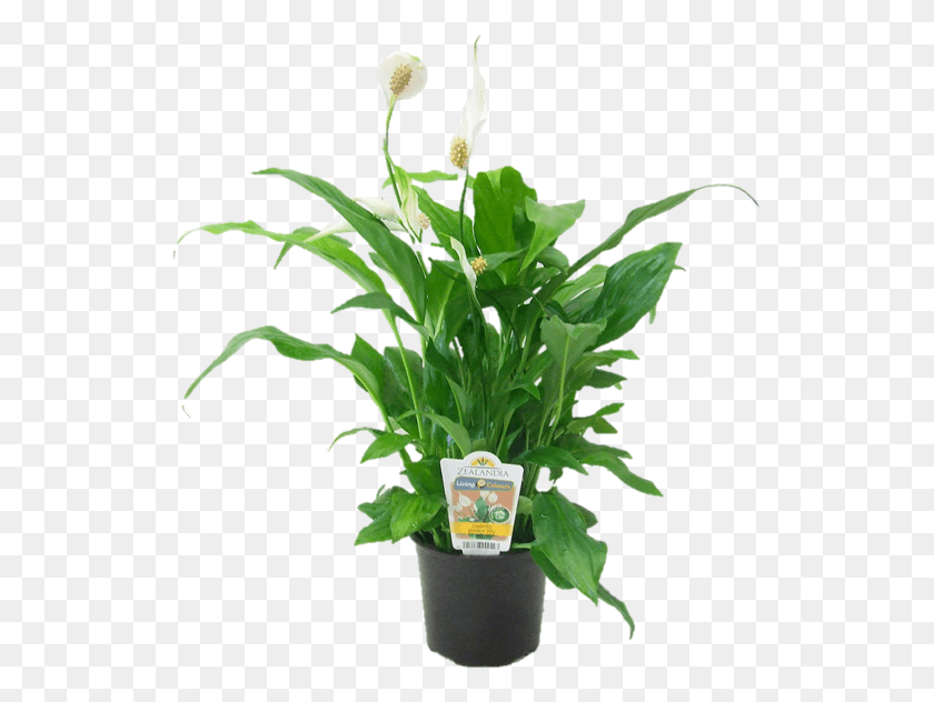 531x572 Cupido Peace Lilly Areca Palm, Planta, Flor, Flor Hd Png
