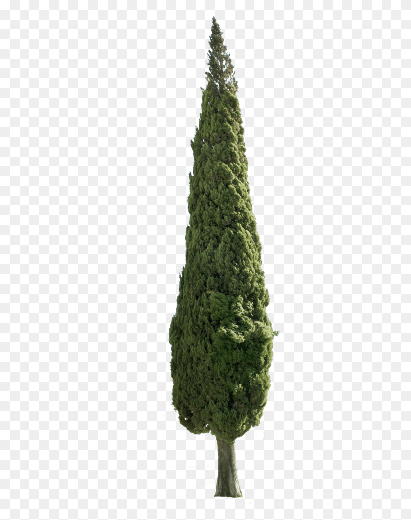 314x1003 Cupressus Sempervirens Photoshop, Дерево, Растение, Зеленый Hd Png Скачать