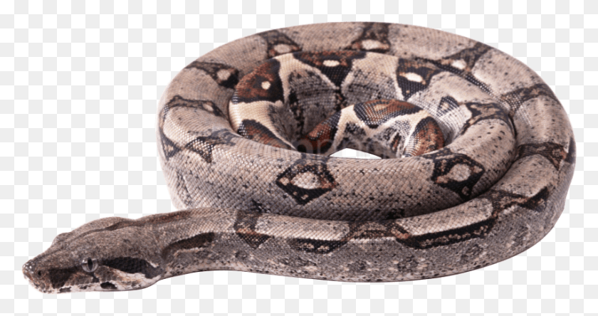 850x419 Descargar Png / Serpiente Curling, Reptil, Animal, Anaconda Hd Png