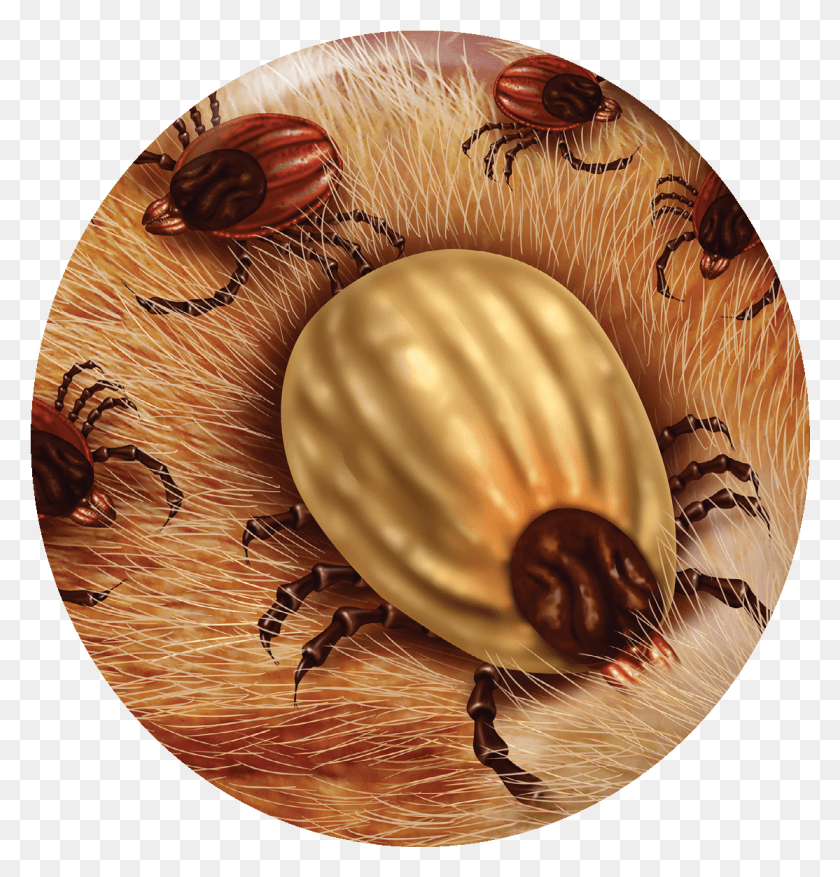 1114x1168 Currently Ticks And Lyme Disease Are Common Around, Invertebrate, Animal, Sphere HD PNG Download
