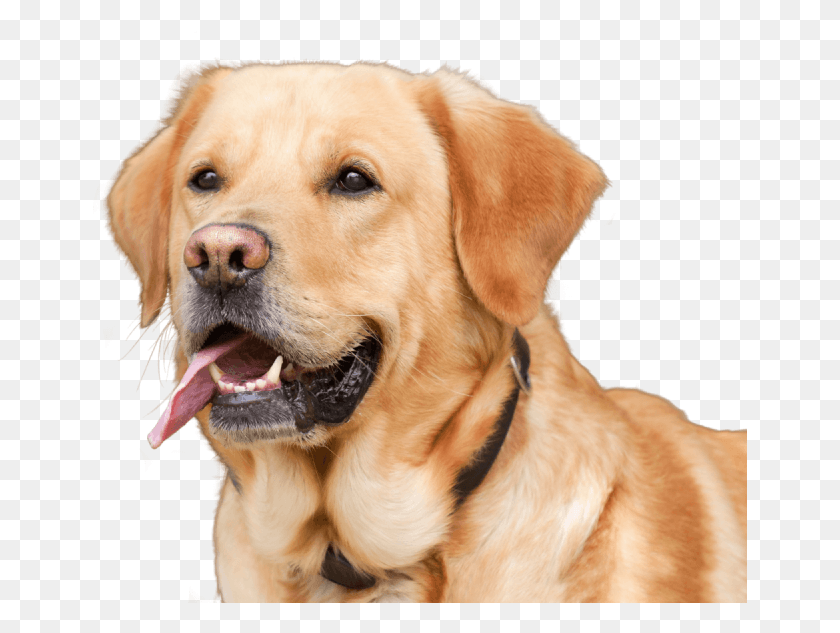655x573 Currently We Are Running Two Classes However This Hunderassen Mit Langer Lebenserwartung, Dog, Pet, Canine HD PNG Download