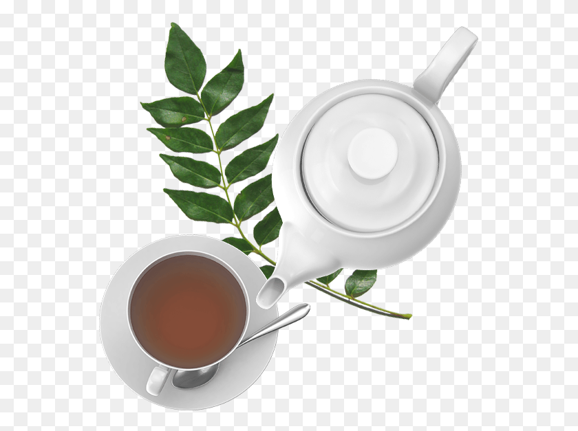 553x567 Curry Leaf Tea Teacup, Pottery, Saucer, Beverage HD PNG Download