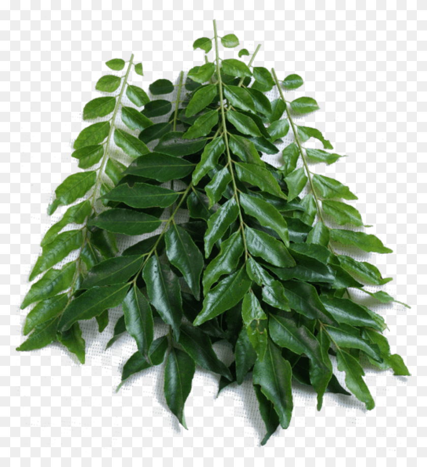 888x978 Curry Leaves Curry Leave, Leaf, Plant, Potted Plant HD PNG Download