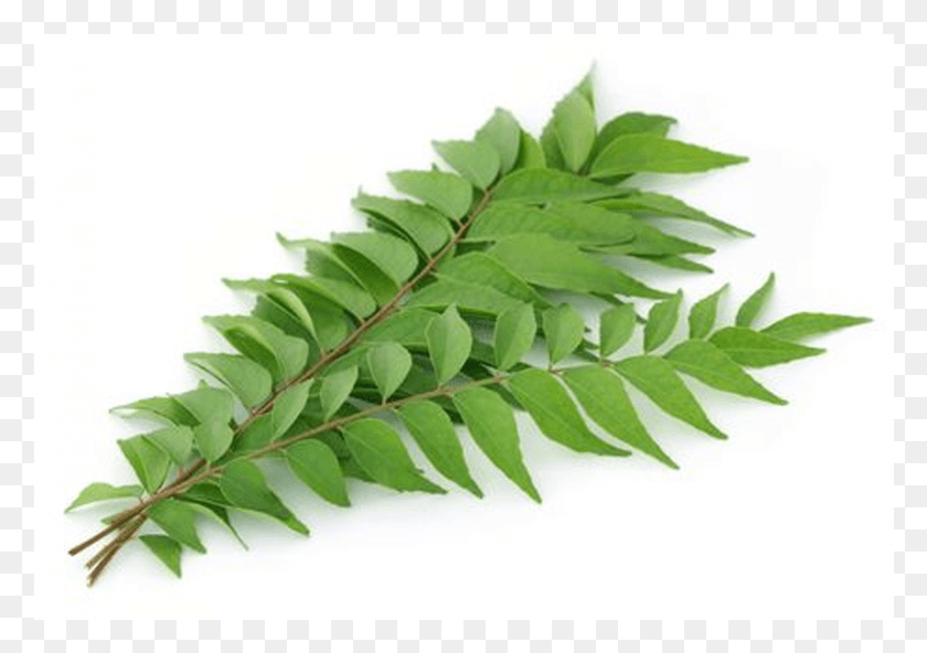 858x586 Curry Leaves Transparent Background, Plant, Leaf, Fern HD PNG Download