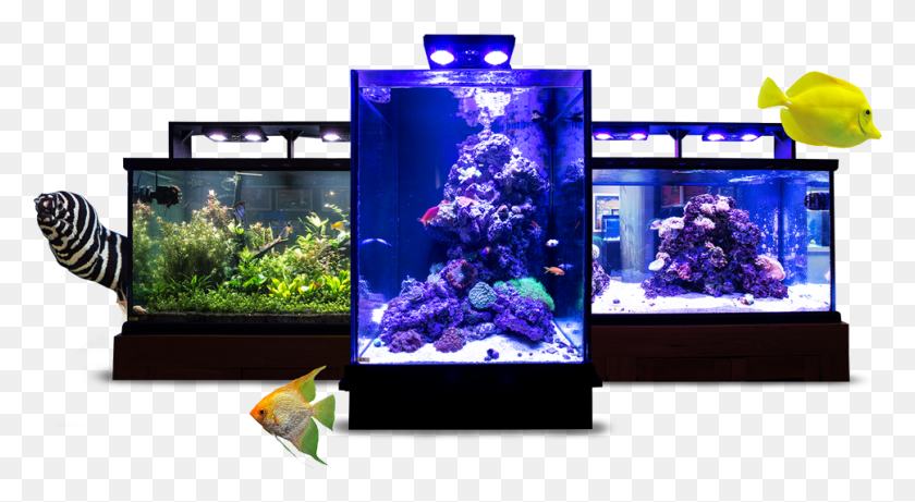 968x498 Custom Designed And Installed Aquariums Aquarium Lighting, Water, Sea Life, Animal HD PNG Download