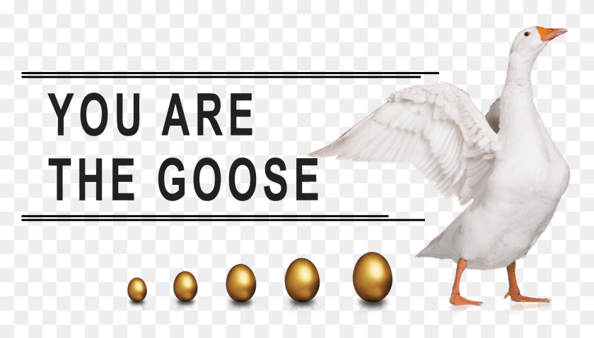 1836x988 Пользовательский Html-Код Javascript Loose As A Goose, Bird, Animal, Waterfowl Hd Png Download