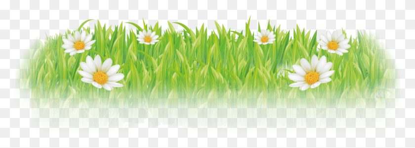 1621x502 Customize Your Ribbon Today Camomile, Plant, Grass, Daisy HD PNG Download