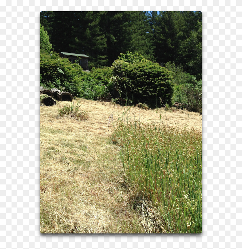 593x804 Cut Grass Albedo Grass, Plant, Tree, Lawn HD PNG Download