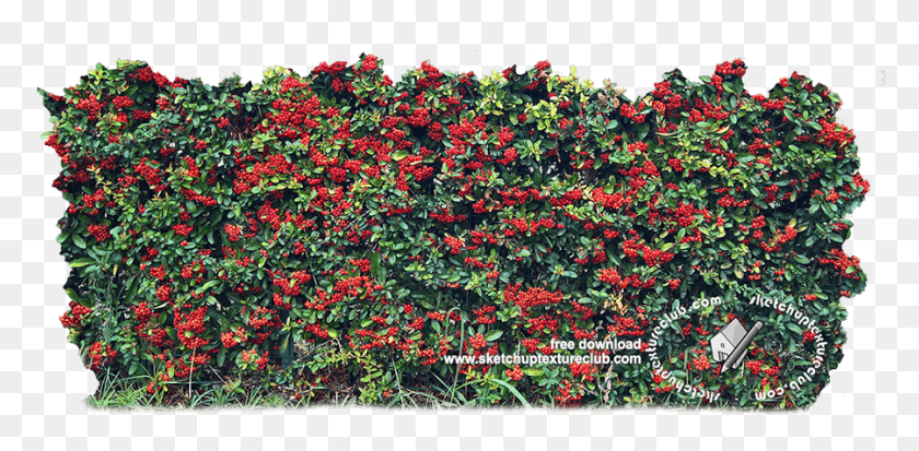 900x408 Cut Out Autumnal Hedge Texture Rose, Bush, Vegetation, Plant HD PNG Download
