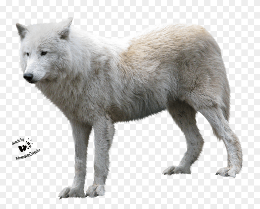 961x759 Cut Out Stock, Wolf, Mammal, Animal HD PNG Download