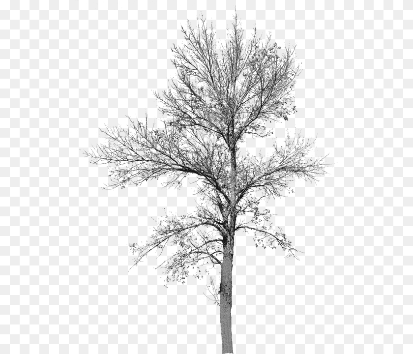 534x720 Cut Out Tree No Leaves, Ice, Nature, Outdoors, Plant PNG