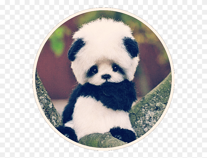 577x583 Cute Baby Panda Bear Asian Black White Small, Giant Panda, Wildlife, Mammal HD PNG Download