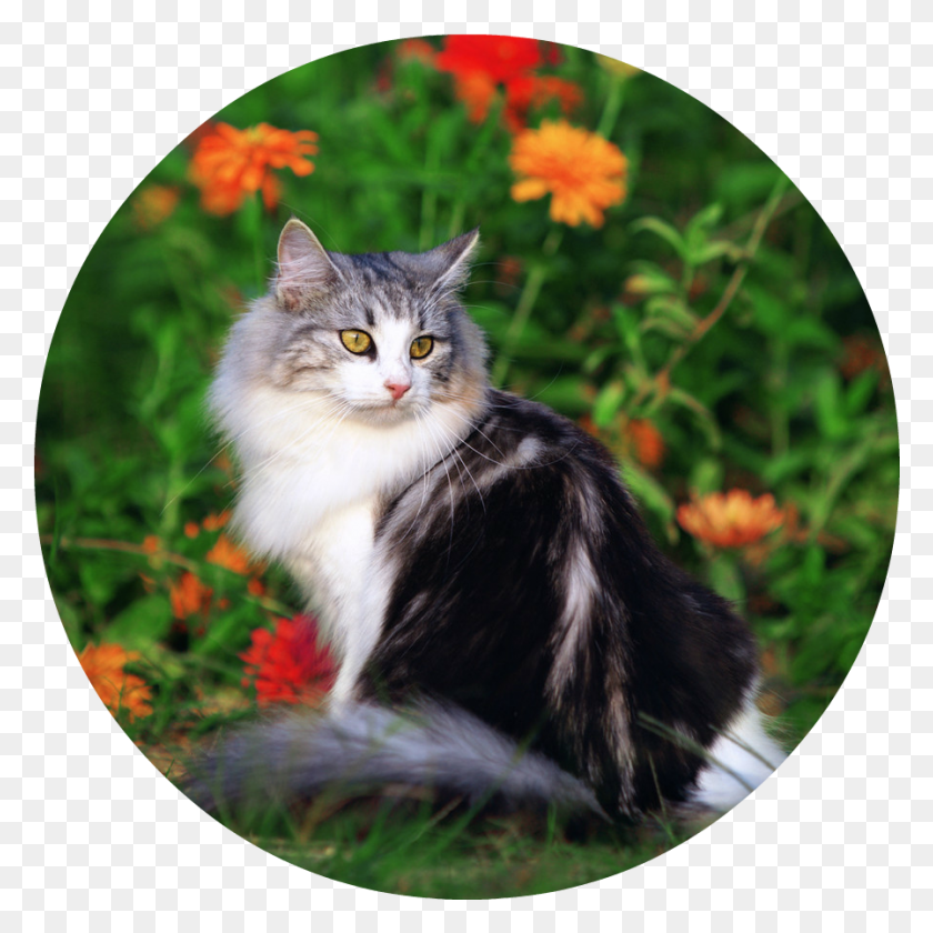 897x897 Cute Cat Playing In The Beautiful Field Of Flowers, Manx, Cat, Pet HD PNG Download