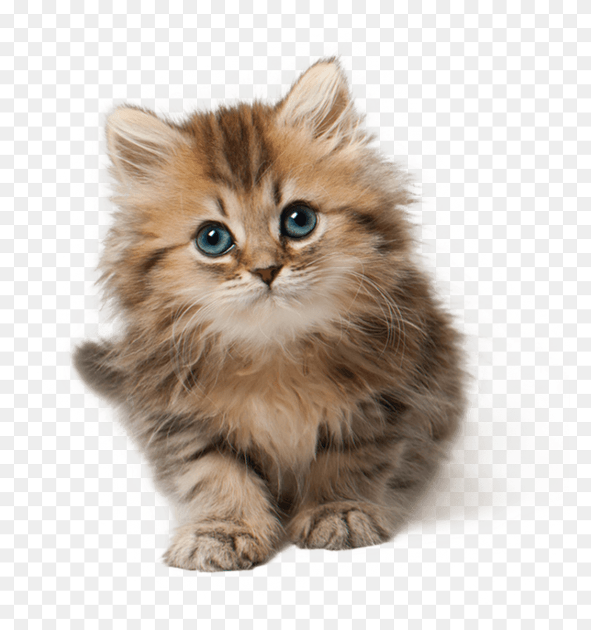 829x889 Cute Cat Pluspng Cute Cat, Kitten, Cat, Pet HD PNG Download