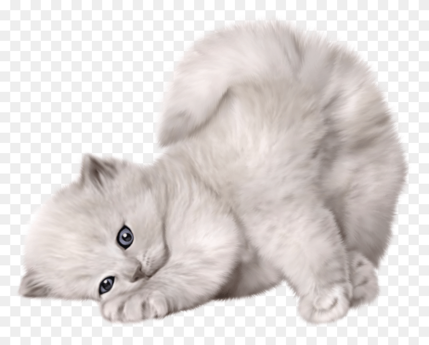 1400x1107 Cute Cat Transparent Background, Angora, Cat, Pet HD PNG Download