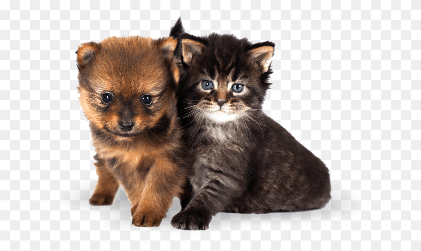 627x441 Cute Cats And Dogs Puppies And Kittens, Cat, Pet, Mammal HD PNG Download