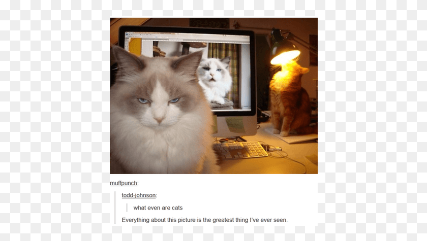 410x415 Cute Cats Videos Cat Post Tumblr Funny, Furniture, Desk, Table HD PNG Download