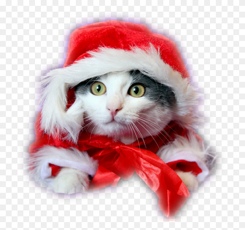 720x727 Descargar Png Gatos De Navidad Lindos Deseos De Feliz Navidad Con Gatos, Ropa, Vestimenta, Planta Hd Png