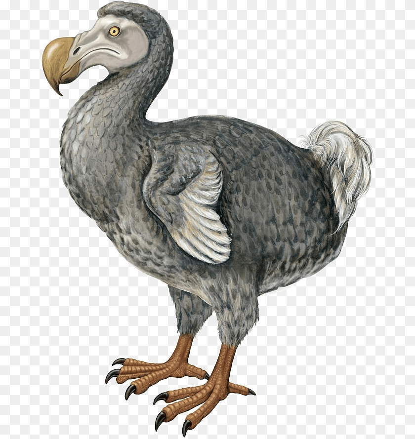 678x889 Cute Dodo Bird, Animal Clipart PNG