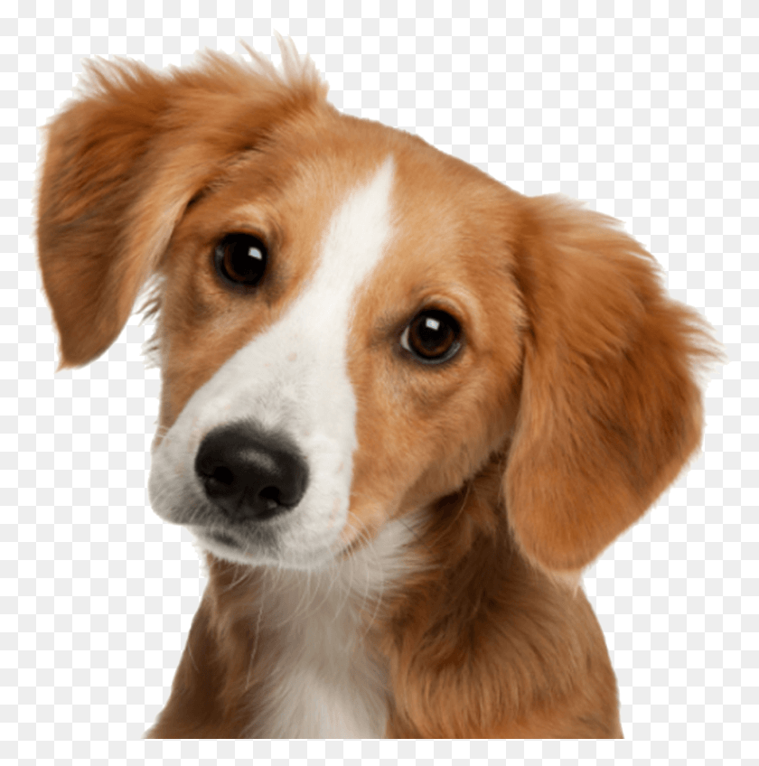 961x972 Cute Dog, Dog, Pet, Canine HD PNG Download