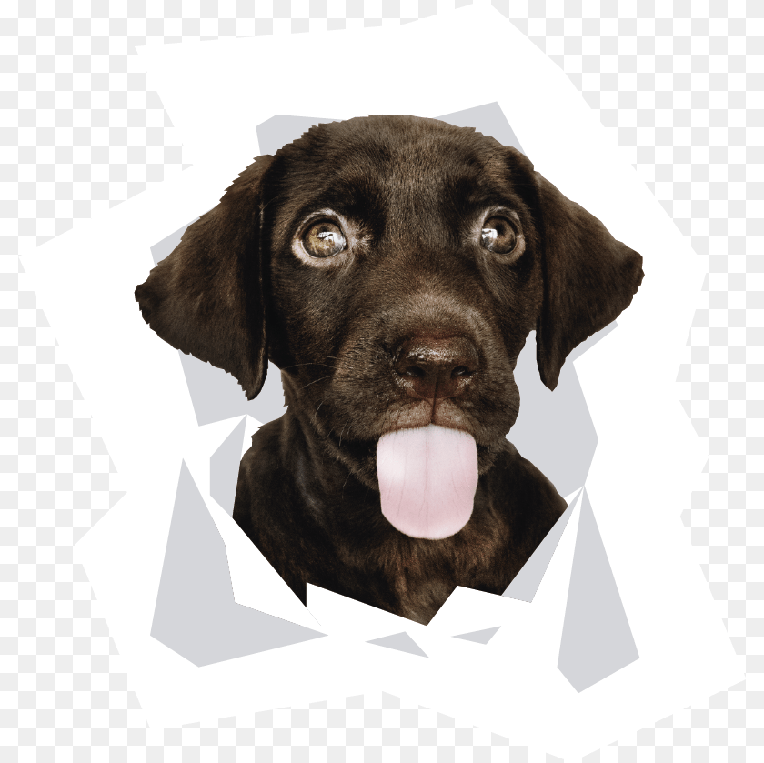 Cute Dog, Animal, Canine, Labrador Retriever, Mammal Transparent PNG