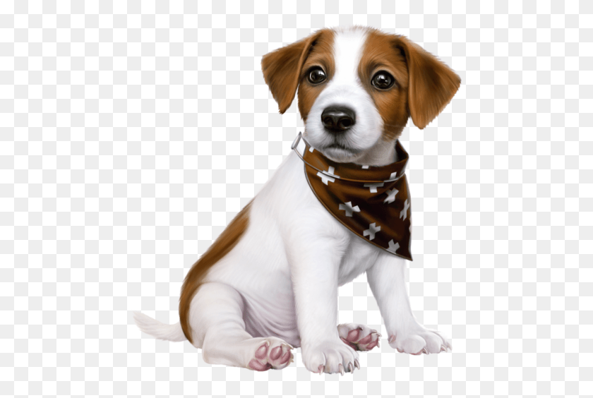 471x504 Cute Dogs Jack Russell Puppy, Clothing, Apparel, Dog HD PNG Download