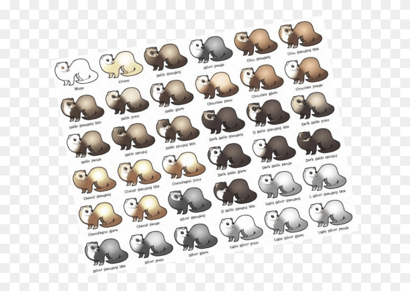 633x537 Cute Ferrets, Word, Plant, Sweets HD PNG Download
