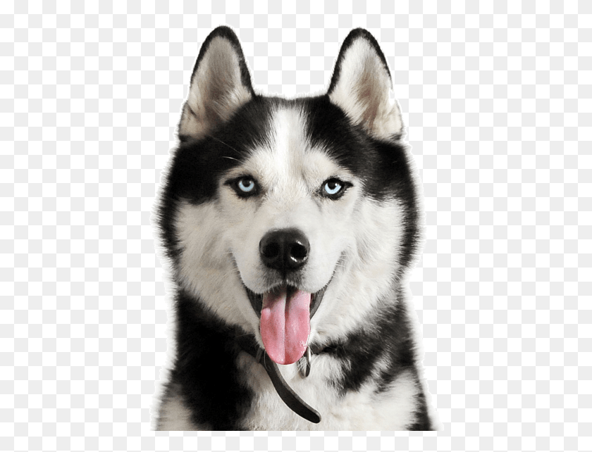 425x582 Cute Husky Puppies Pet Husky, Dog, Canine, Animal HD PNG Download
