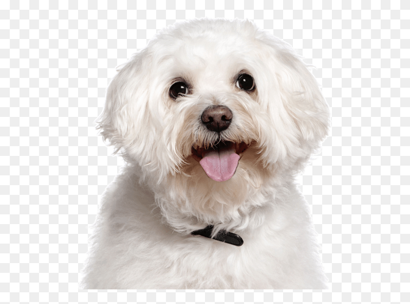 523x564 Cute Hypoallergenic Dogs Bichon Frise, Dog, Pet, Canine HD PNG Download