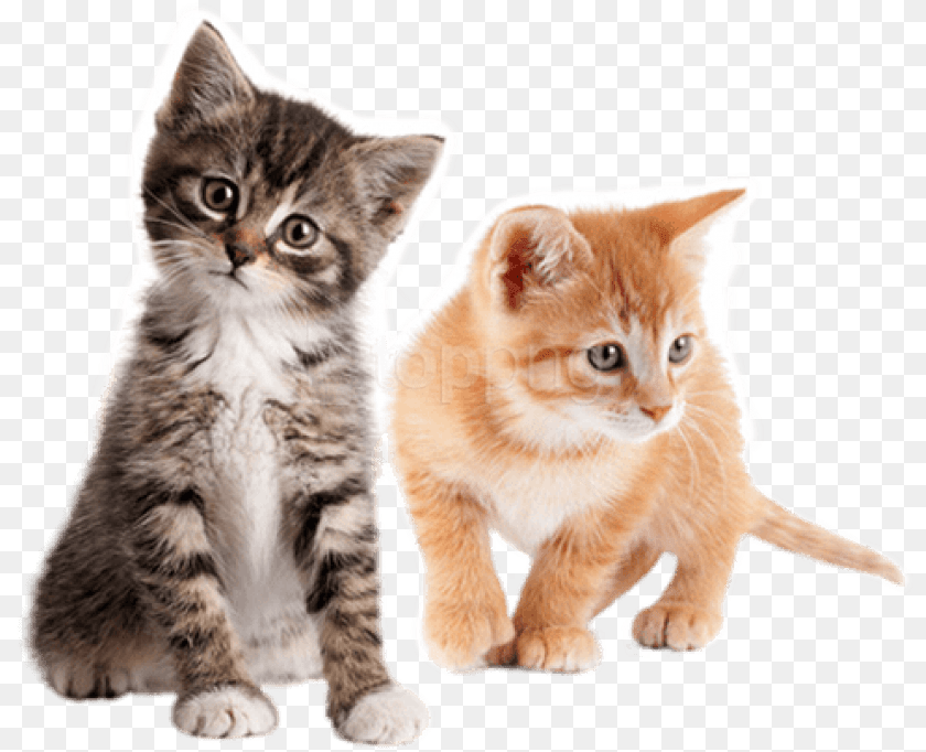 Cute Kitten, Animal, Cat, Mammal, Manx Sticker PNG