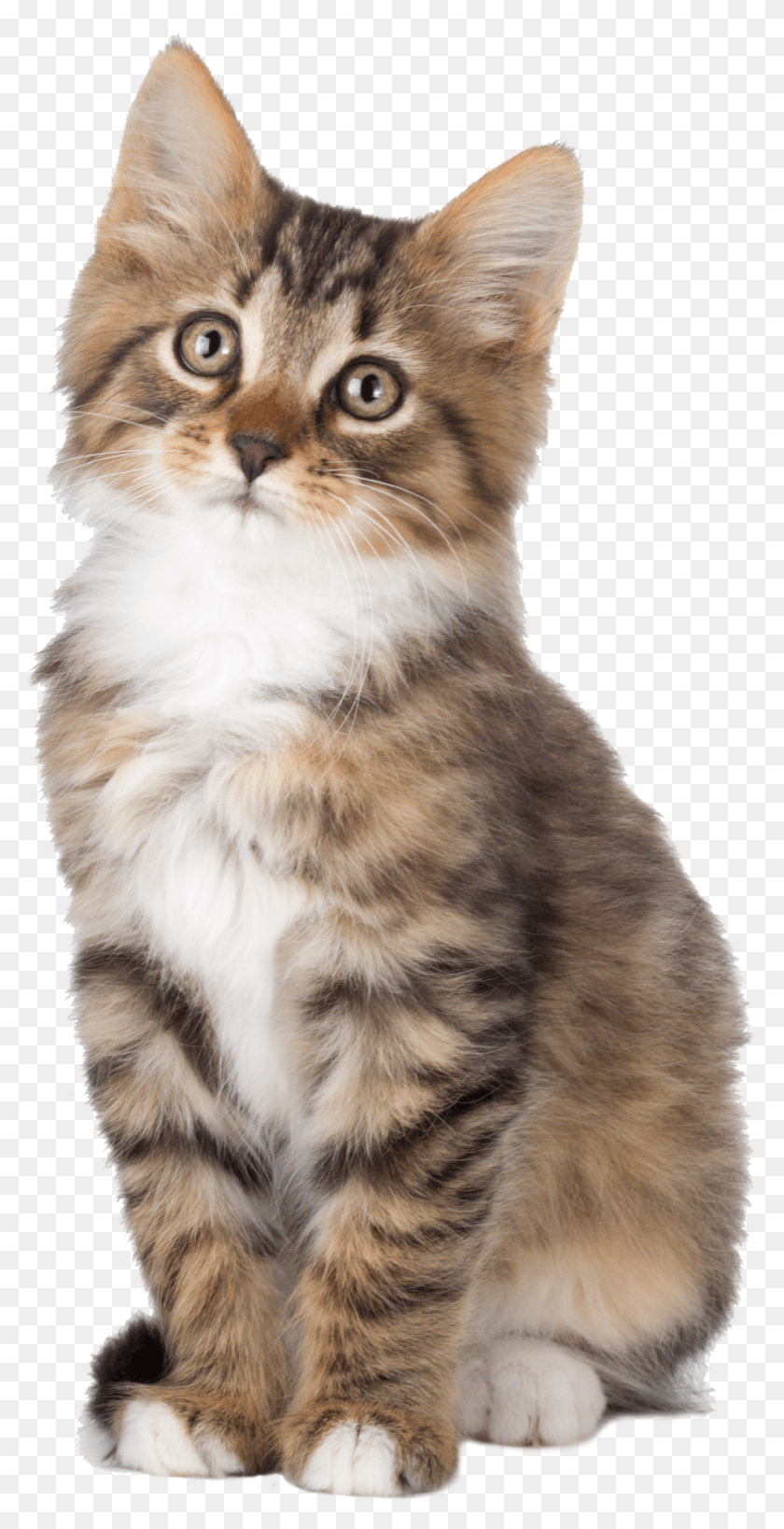 949x1920 Cute Kitten Wasting Time On The Internet, Manx, Cat, Pet HD PNG Download