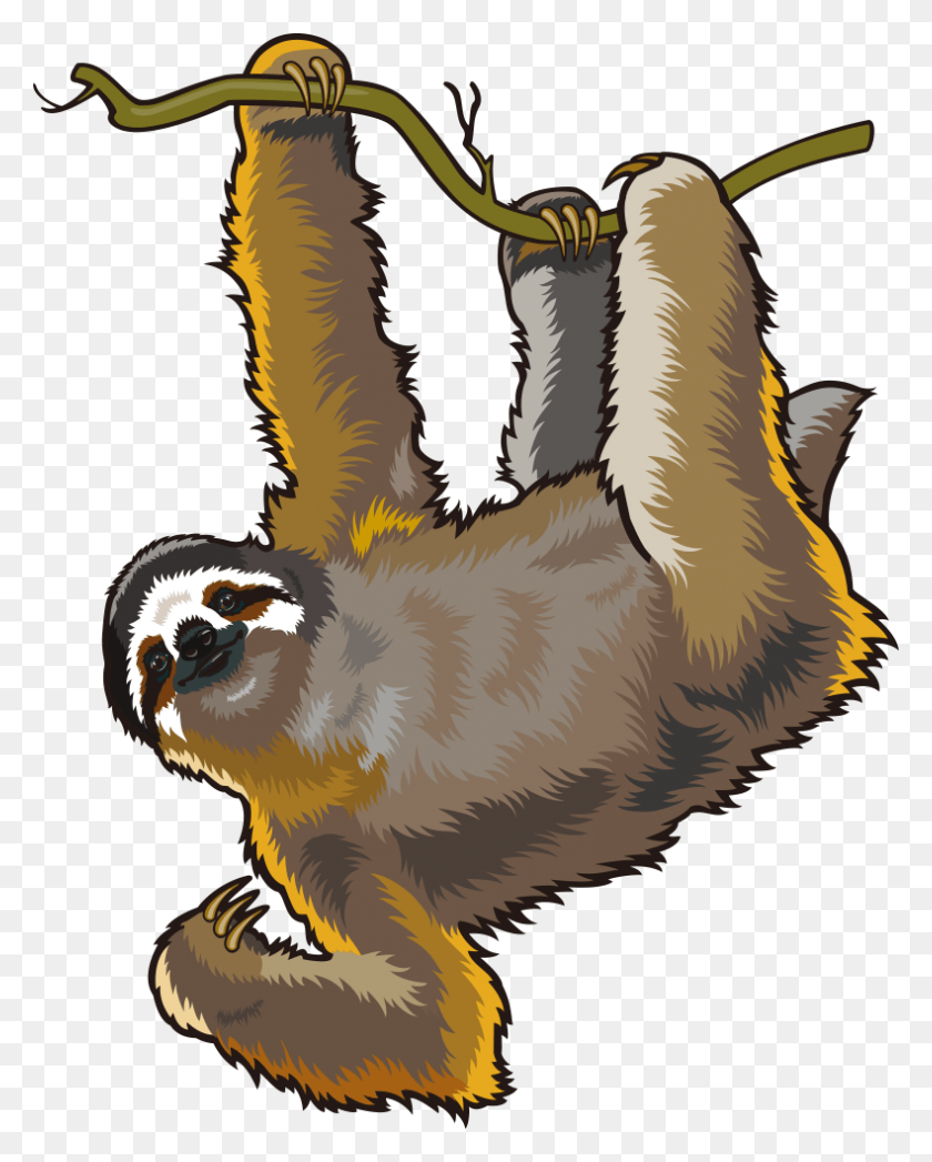 790x1000 Cute Monkey With Bananas Picture Rainforest Sloth No Background, Chicken, Poultry, Fowl HD PNG Download