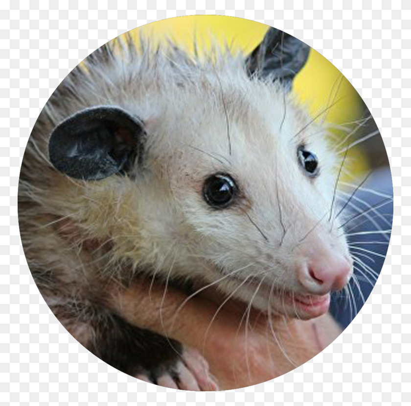 768x768 Cute Opossum, Possum, La Vida Silvestre, Mamíferos Hd Png
