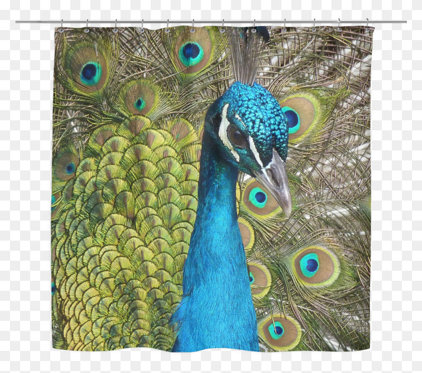 1025x899 Cute Peacock, Bird, Animal HD PNG Download