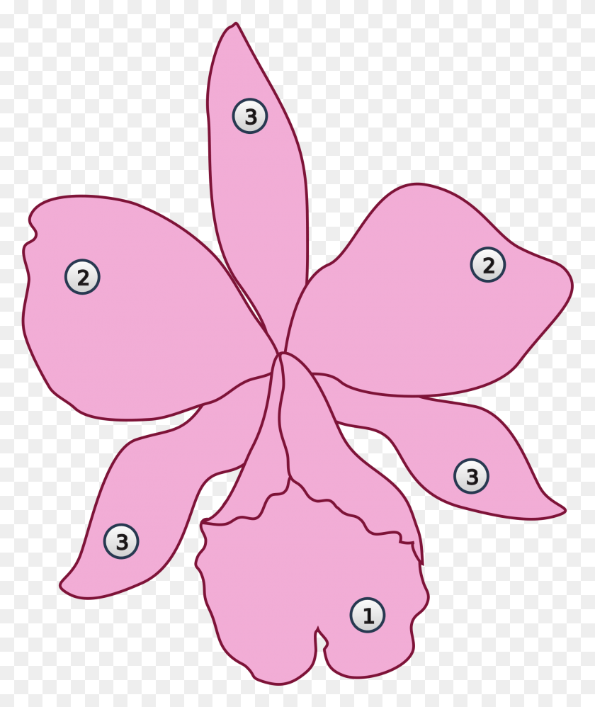 Орхидея трафарет для вырезания