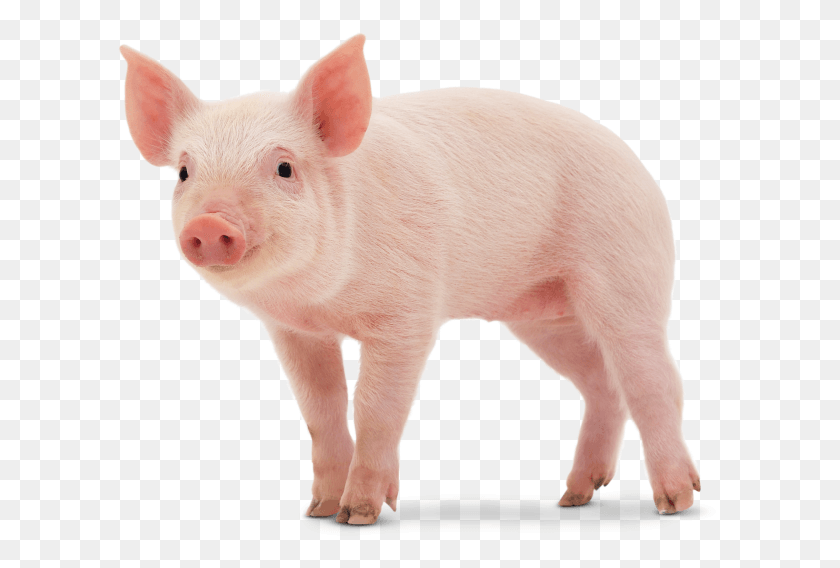 605x508 Cute Pig Imagenes De Un Cerdo, Mammal, Animal, Hog Hd Png