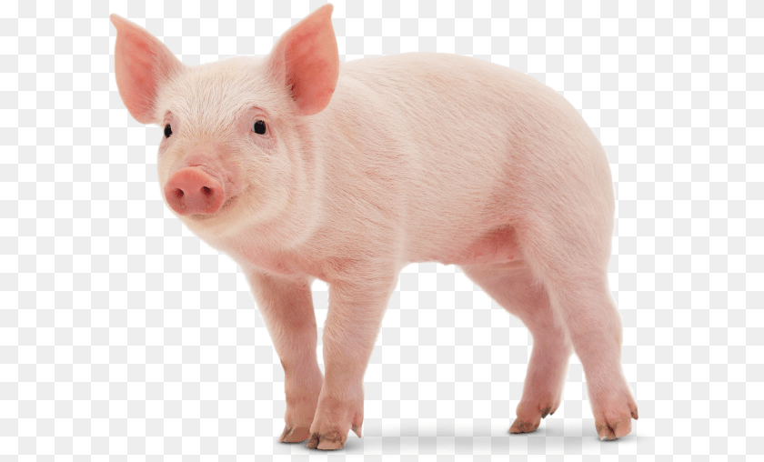 605x508 Cute Pig Imagenes De Un Cerdo, Animal, Hog, Mammal, Boar Transparent PNG